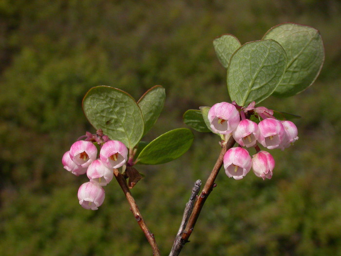 Цветки голубики. Фото Л. Головневой.