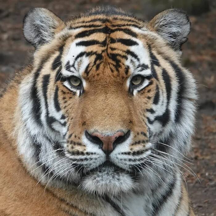 Самая большая кошка