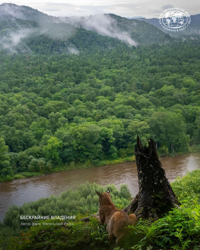 Фото: Метельский Игорь, участник фотоконкурса «Самая красивая страна» - <a href="https://pikabu.ru/story/ryis_v_primore_13297602?u=https%3A%2F%2Ft.me%2Frgo1845%2F16639&t=%D0%BE%D1%82%D1%81%D1%8E%D0%B4%D0%B0&h=f712570a8e910fc1c83e44a2e2aebc767caf4163" title="https://t.me/rgo1845/16639" target="_blank" rel="nofollow noopener">отсюда</a>
