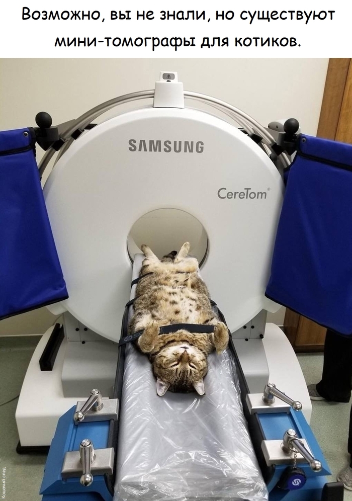 МРТ для котэ