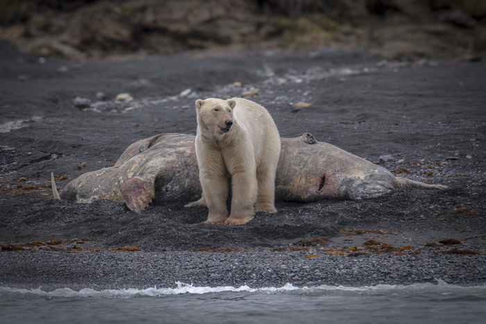 :   <a href="https://pikabu.ru/story/zhdu_vas_v_gosti_na_morzha_13299797?u=https%3A%2F%2Frtraveler.ru%2Fphoto%2F1478743%2F%3Feditorial_photos%3D1&t=%D0%BE%D1%82%D1%81%D1%8E%D0%B4%D0%B0&h=c1c80dc8de4ddd19ff957a4b498d7633820e0e6c" title="https://rtraveler.ru/photo/1478743/?editorial_photos=1" target="_blank" rel="nofollow noopener"></a>