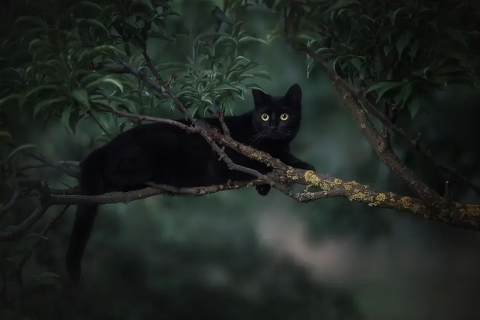 : <!--noindex--><a href="https://pikabu.ru/story/samyie_krasivyie_kotiki_v_mire_s_fotopremii_35awards_13301133?u=http%3A%2F%2F35awards.com&t=35awards.com&h=ff49f1d687c5dfa16f8c1d7ab266c14447103d5f" title="http://35awards.com" target="_blank" rel="nofollow noopener">35awards.com</a><!--/noindex-->