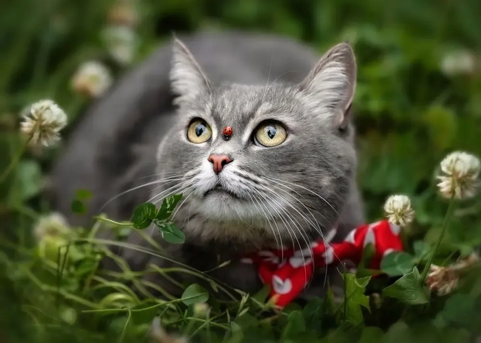 : <!--noindex--><a href="https://pikabu.ru/story/samyie_krasivyie_kotiki_v_mire_s_fotopremii_35awards_13301133?u=http%3A%2F%2F35awards.com&t=35awards.com&h=ff49f1d687c5dfa16f8c1d7ab266c14447103d5f" title="http://35awards.com" target="_blank" rel="nofollow noopener">35awards.com</a><!--/noindex-->