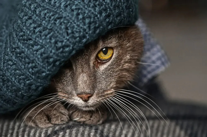 : <!--noindex--><a href="https://pikabu.ru/story/samyie_krasivyie_kotiki_v_mire_s_fotopremii_35awards_13301133?u=http%3A%2F%2F35awards.com&t=35awards.com&h=ff49f1d687c5dfa16f8c1d7ab266c14447103d5f" title="http://35awards.com" target="_blank" rel="nofollow noopener">35awards.com</a><!--/noindex-->