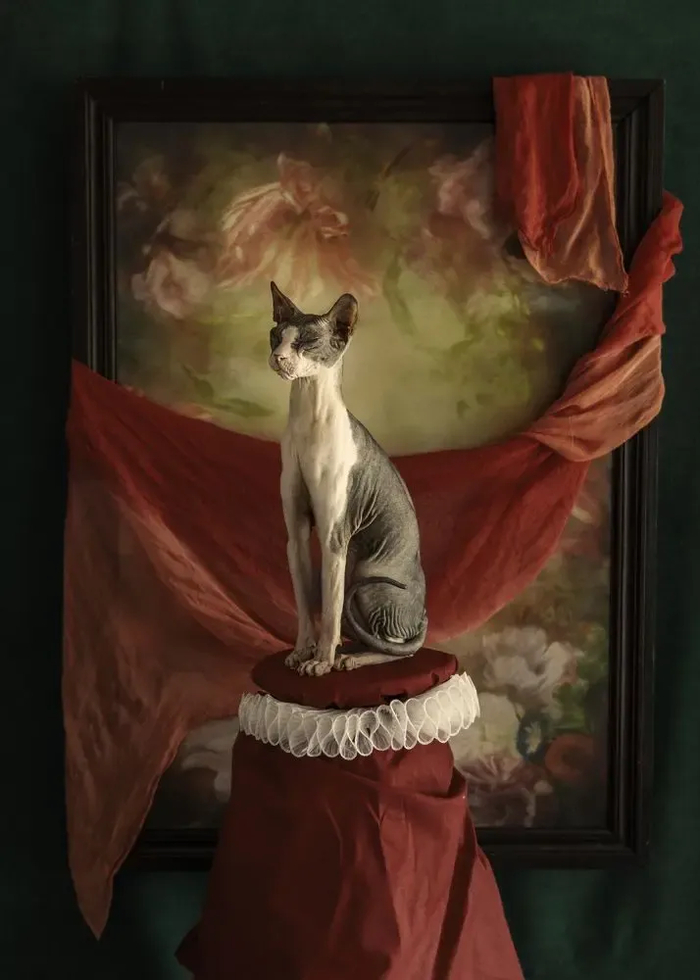 : <!--noindex--><a href="https://pikabu.ru/story/samyie_krasivyie_kotiki_v_mire_s_fotopremii_35awards_13301133?u=http%3A%2F%2F35awards.com&t=35awards.com&h=ff49f1d687c5dfa16f8c1d7ab266c14447103d5f" title="http://35awards.com" target="_blank" rel="nofollow noopener">35awards.com</a><!--/noindex-->