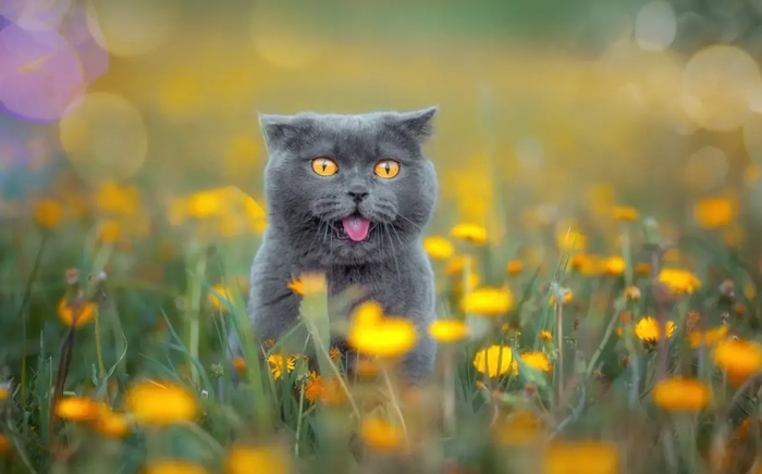 : <!--noindex--><a href="https://pikabu.ru/story/samyie_krasivyie_kotiki_v_mire_s_fotopremii_35awards_13301133?u=http%3A%2F%2F35awards.com&t=35awards.com&h=ff49f1d687c5dfa16f8c1d7ab266c14447103d5f" title="http://35awards.com" target="_blank" rel="nofollow noopener">35awards.com</a><!--/noindex-->