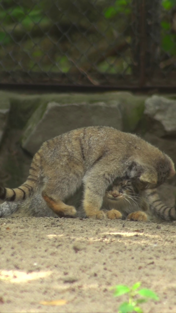 ���� �����, ���� ����� ��, ��� ������