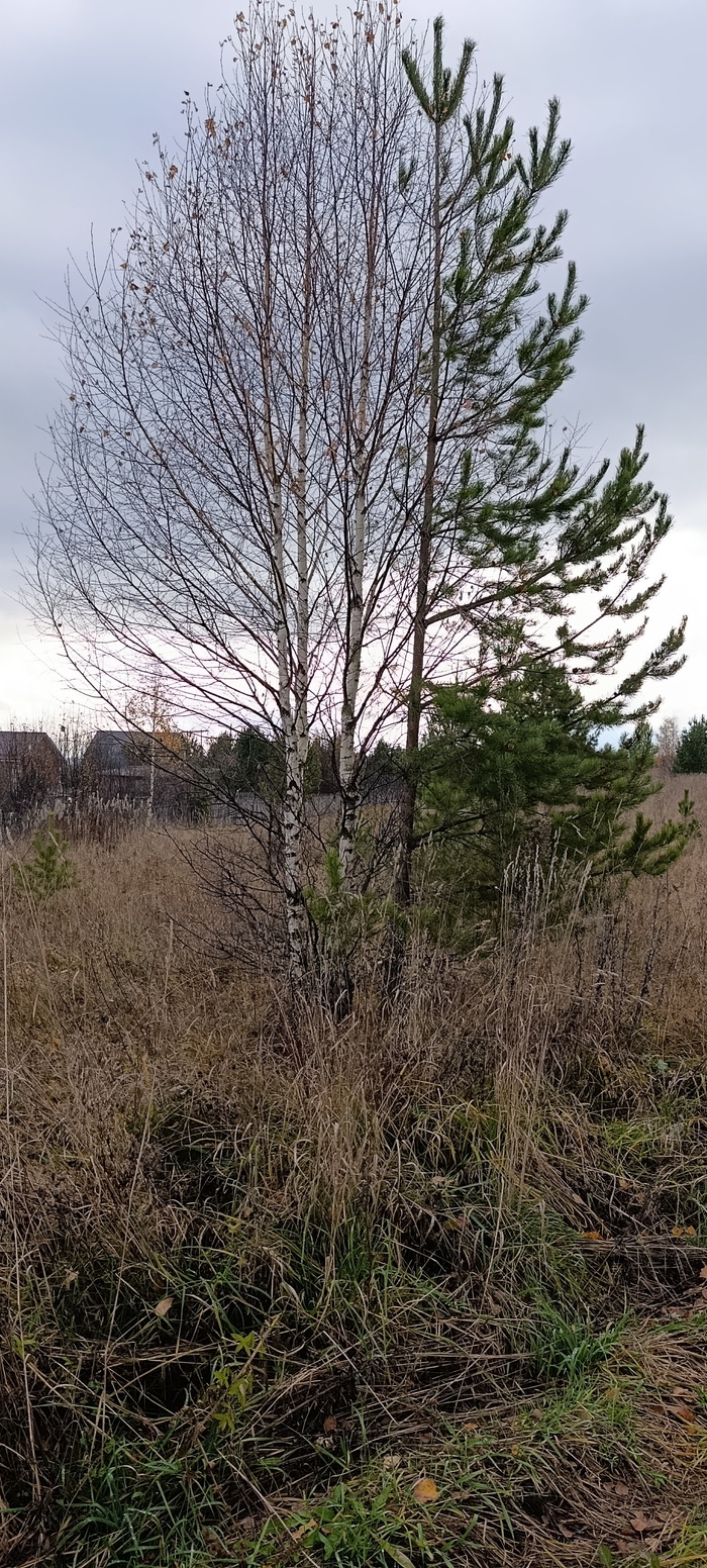 Двуликие деревья