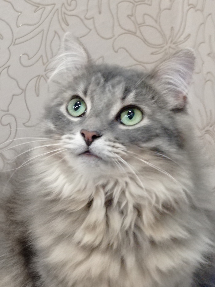 Задумчивый