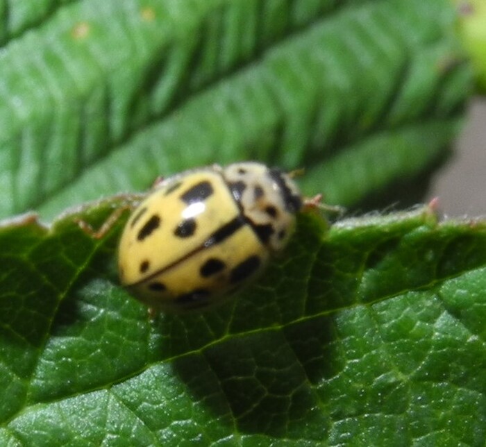 Светлая морфа (увы, фокус сбился) без сливающихся темных пятен, коих по 7 на каждом крыле