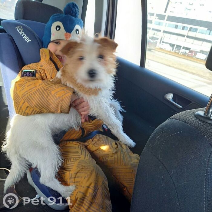 Пропала собака, Парголово