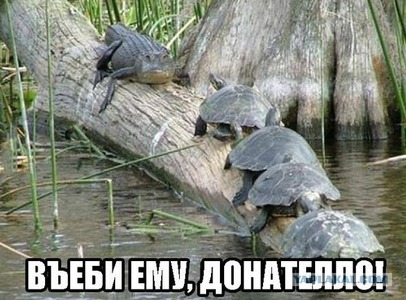 Мы не жалкие букашки