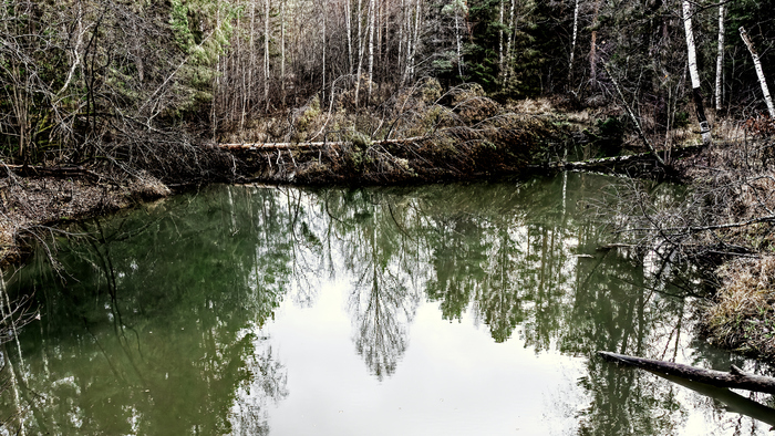 Лесная фоточка