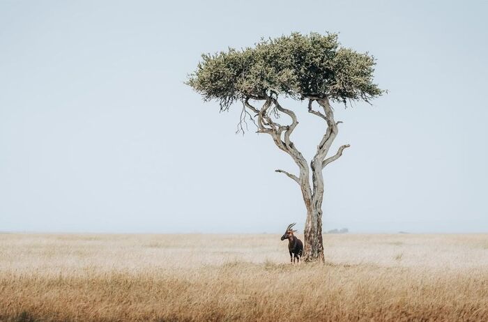 Топи и пастушье дерево
