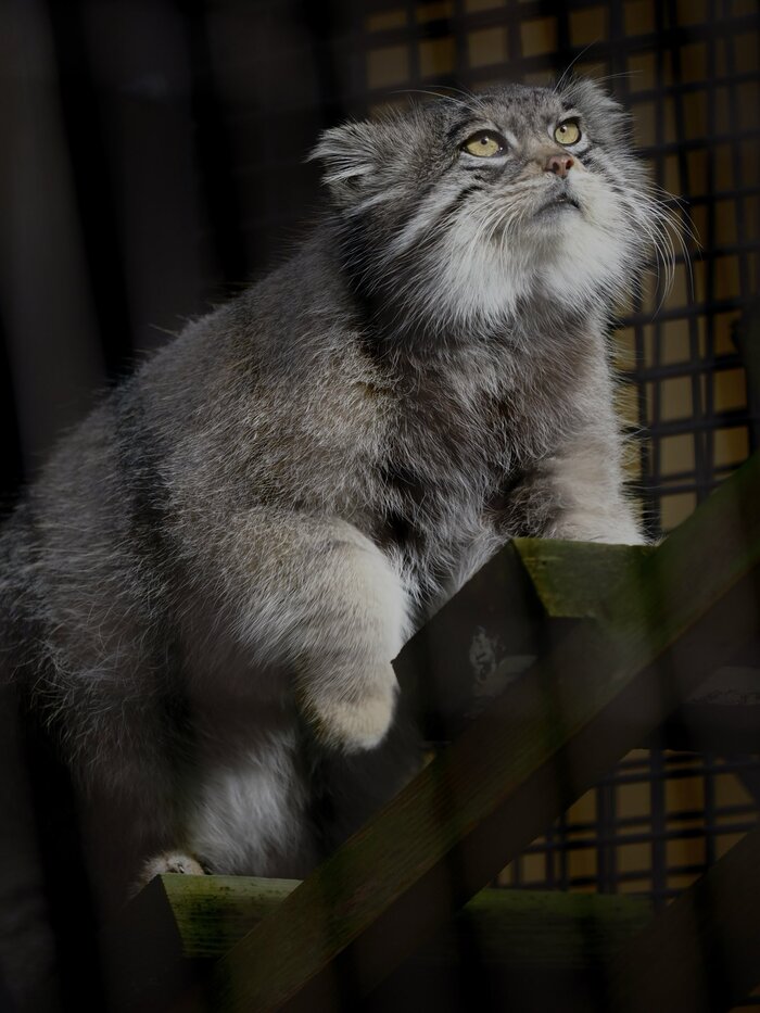 Мечтательный Груша