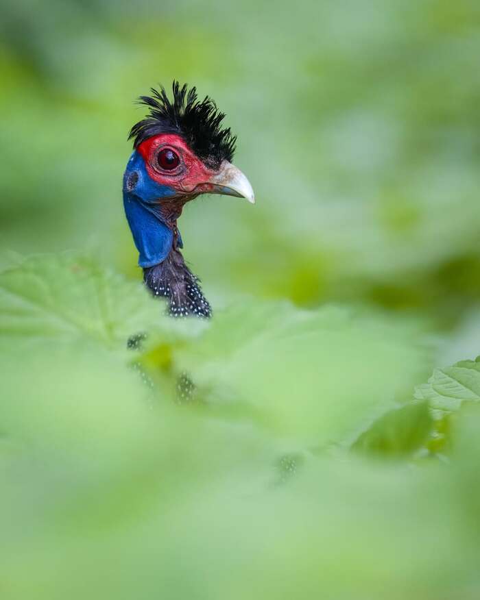 Чубатая цесарка