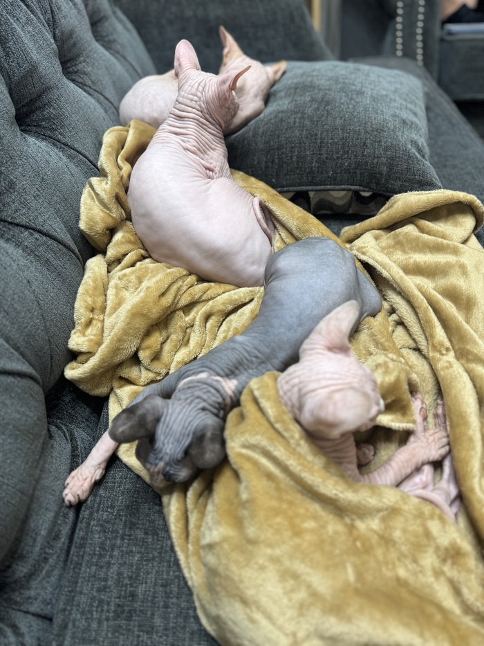 А теперь все вместе)