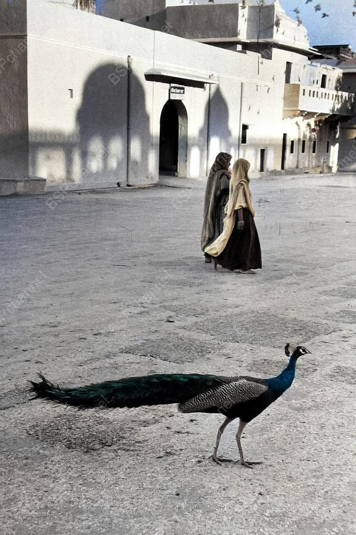 Фотограф: Марк Рибу