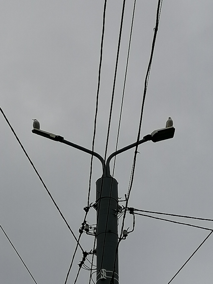 Столб и две чайки