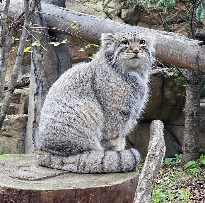 Грустняшка