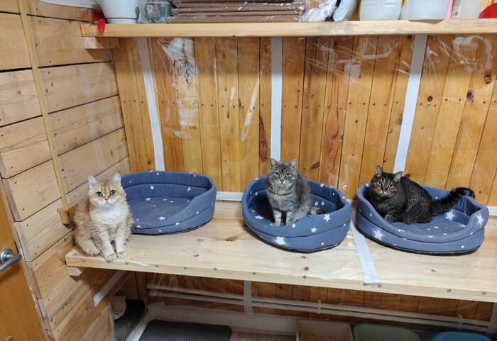 Сколько надо дать вкусни, что отключить данный взгляд?