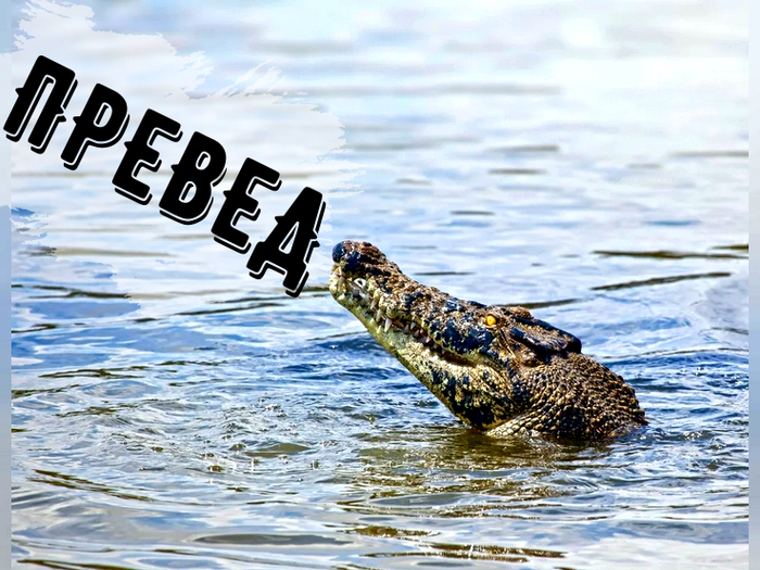 Реку с крокодилами признали пригодной для проведения ОИ2032