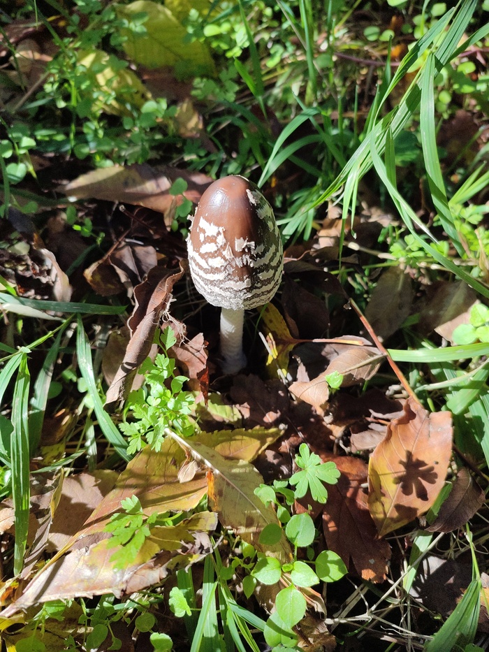 Ии считает, что навозник пестрый. Ваше мнение?