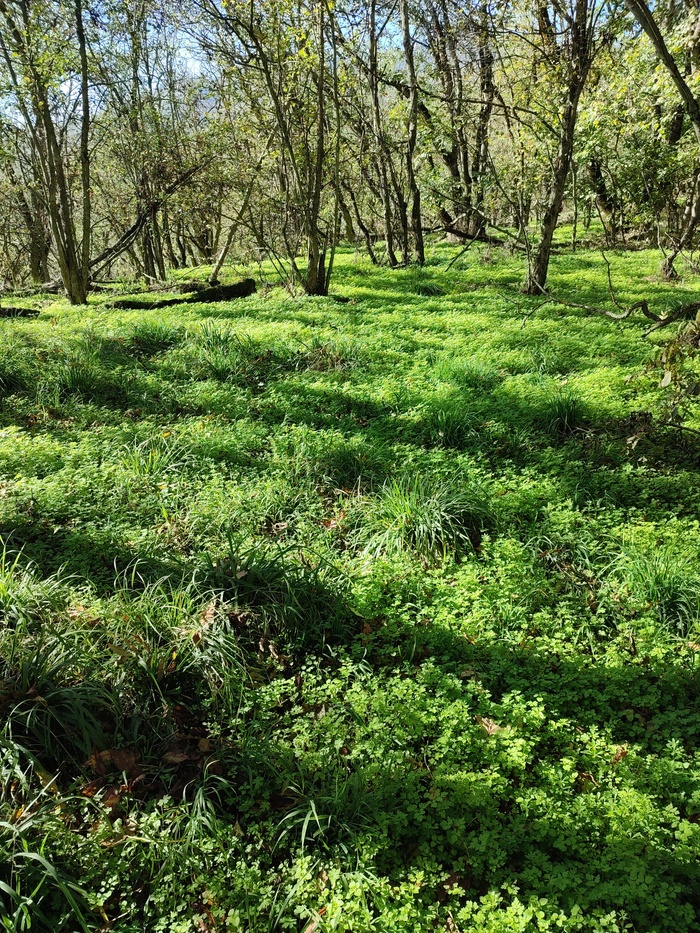 Такая у нас сегодня природа