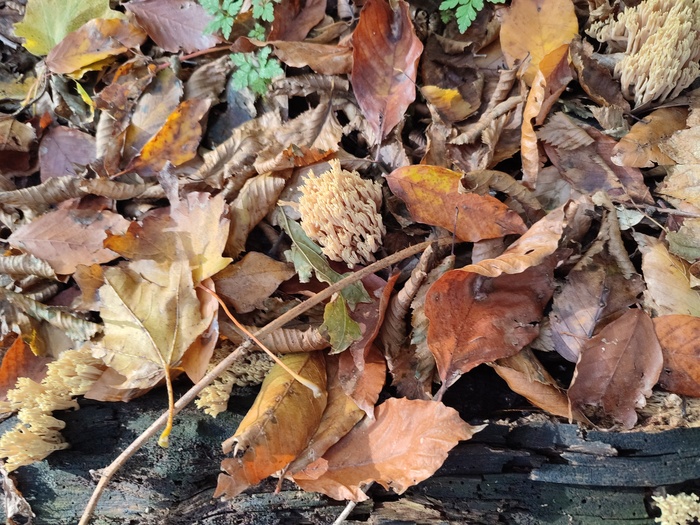 Ии говорит, что это желтый кораловый гриб