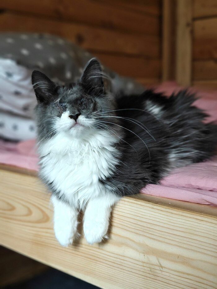 Алоша прекрасно восстанавливается после операции