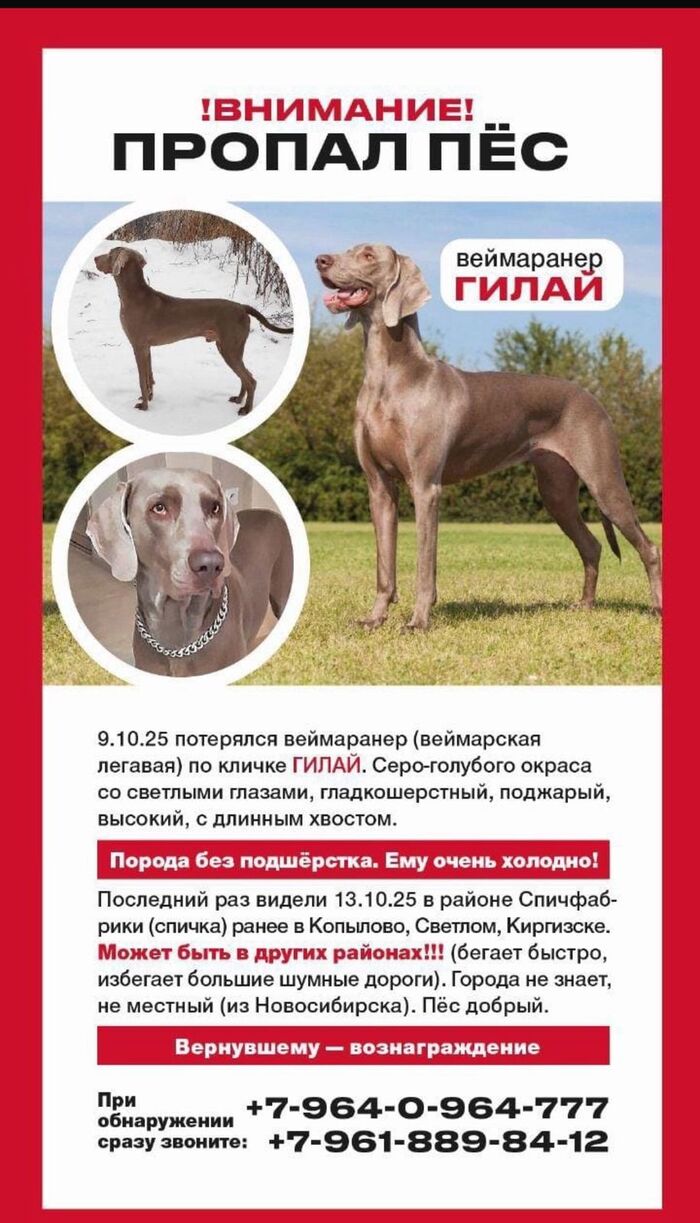 Пропала собака (г. Томск)