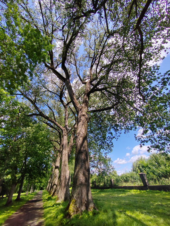 Дорожка вдоль забора комплекса, ведёт в сторону Марысиного парка
