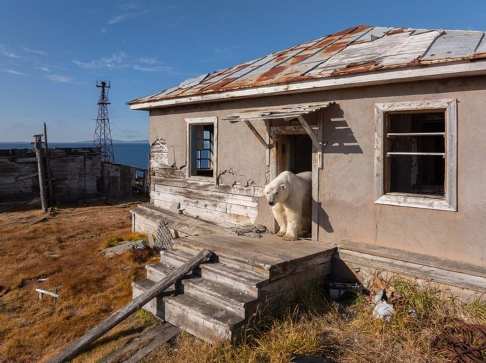 Медведи-полярники на дежурстве: «Мы не давали разрешения на съёмку!»
