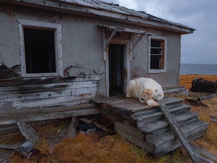 Поговаривают: когда медведи пришли, станция ещё не была заброшена.
