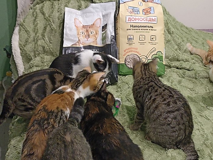 Как Пикабу стал для нас главным помощником