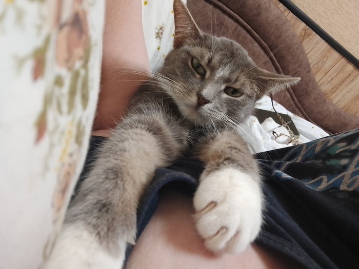 Кошколечение методом лапоналожения