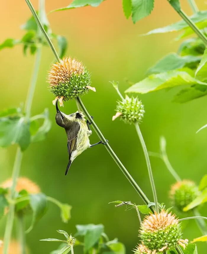 Зеленоспинная нектарница на леонотисе пустырниковом