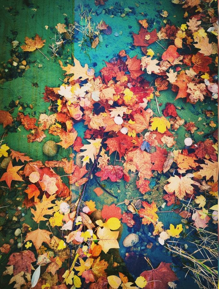 Отражение осени