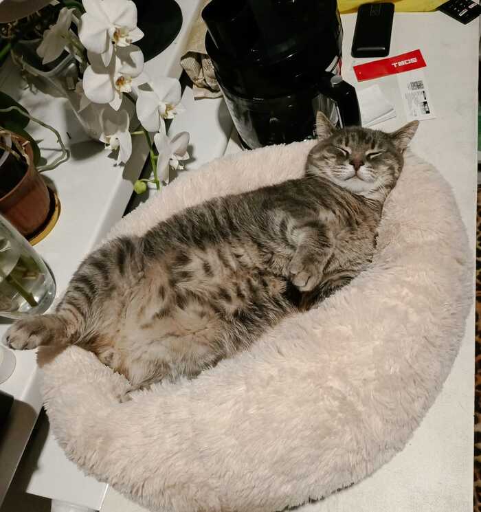 Ѹ,  ?