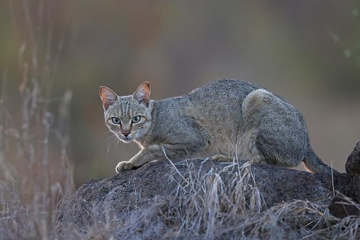 Степной кот