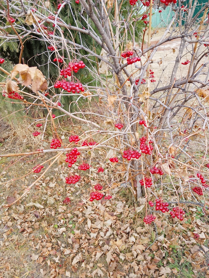 Ягоды калины