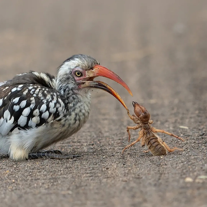 Противостояние красноклювого токо и сольпуги
