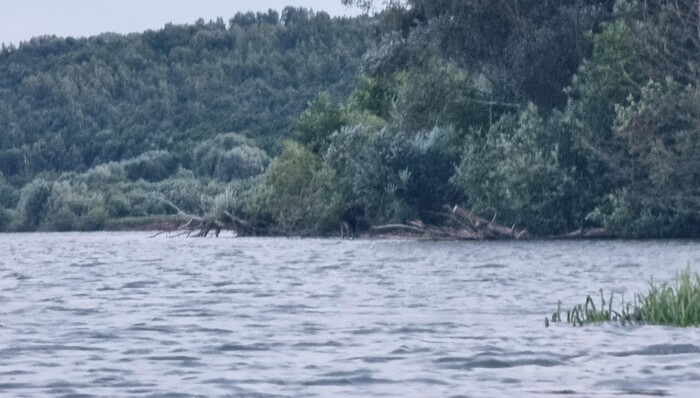 Лось? Олень? Волжский кентавр? Ваши версии? (Если приглядеться, то фигура прямо по центру фото).