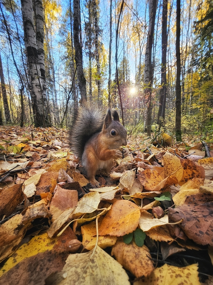 Бельчонок вам в ленту