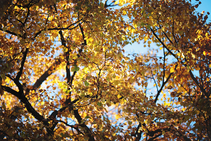 Что-то на осеннем