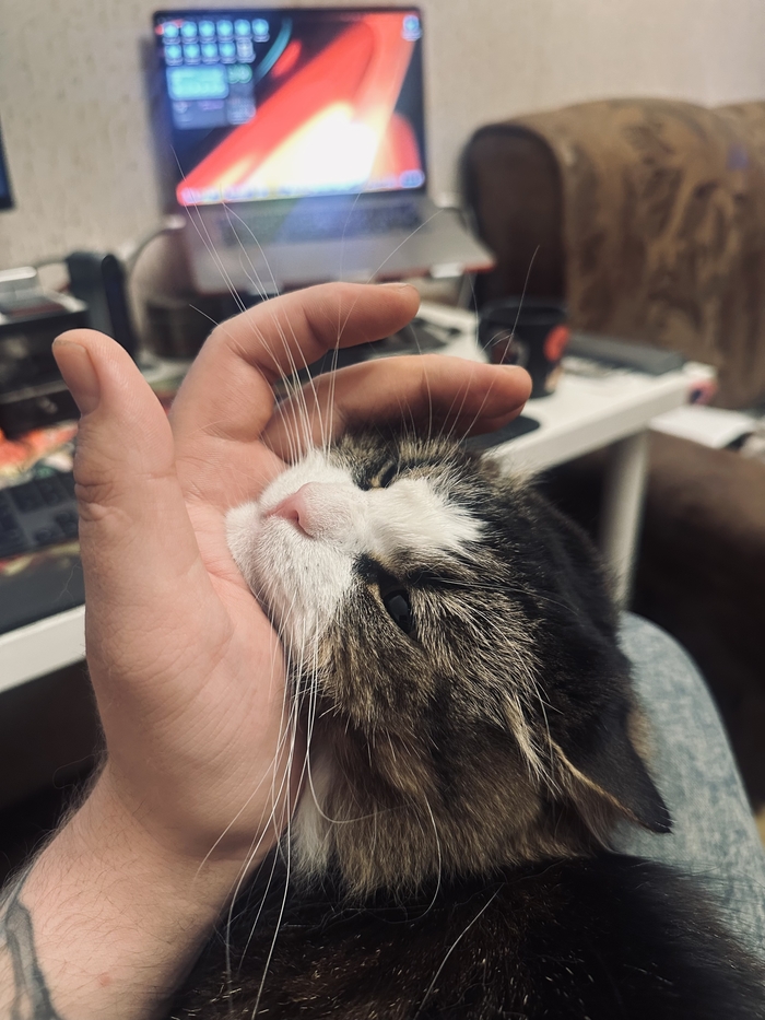 Стори про кота