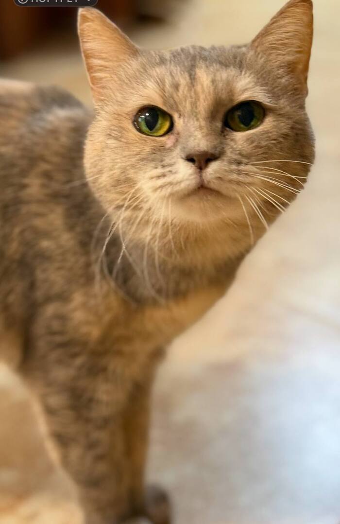 Кошка ищет дом