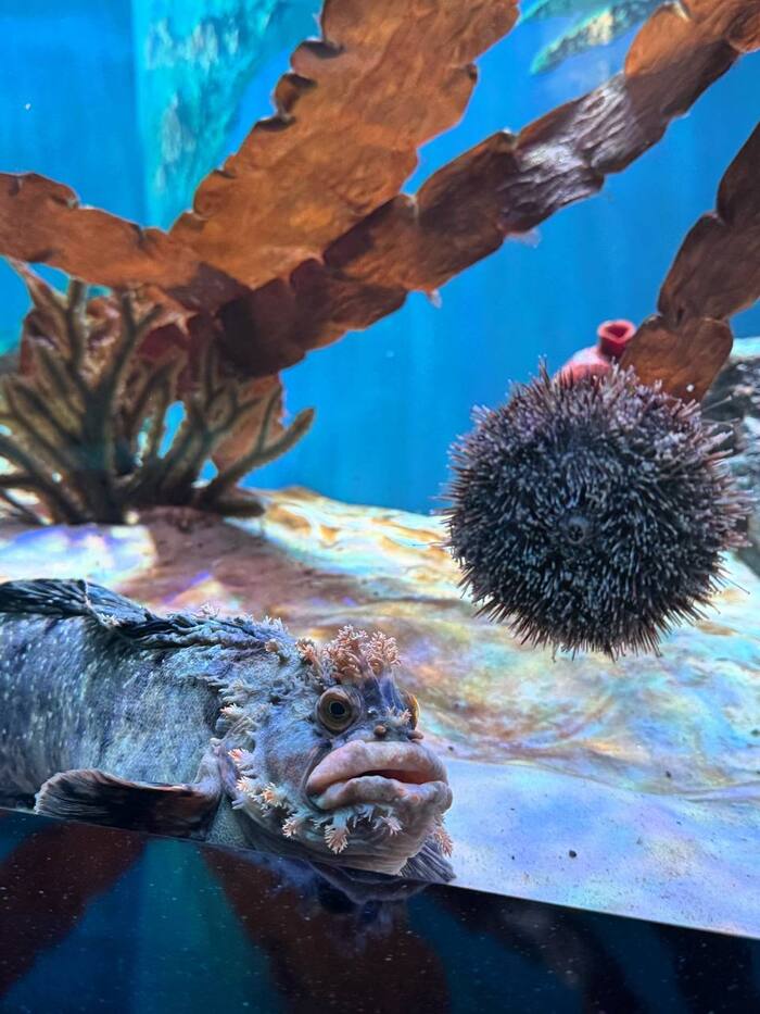 рыба собака бобака :)