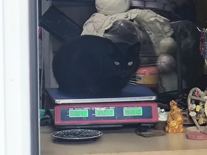 Купи кота