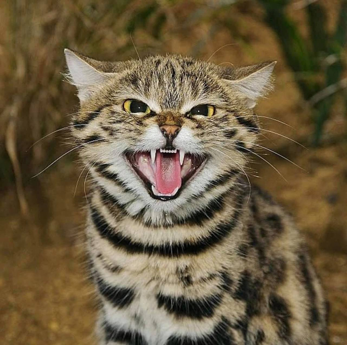   . <a href="https://pikabu.ru/story/malenkaya_razboina_13333467?u=https%3A%2F%2Ft.me%2Fivanzatevakhin%2F3738&t=%D0%BE%D1%82%D1%81%D1%8E%D0%B4%D0%B0&h=e632b93d92878b5f3d7dd6250e1260e91c776165" title="https://t.me/ivanzatevakhin/3738" target="_blank" rel="nofollow noopener"> </a>